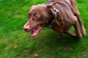 Excited Dog